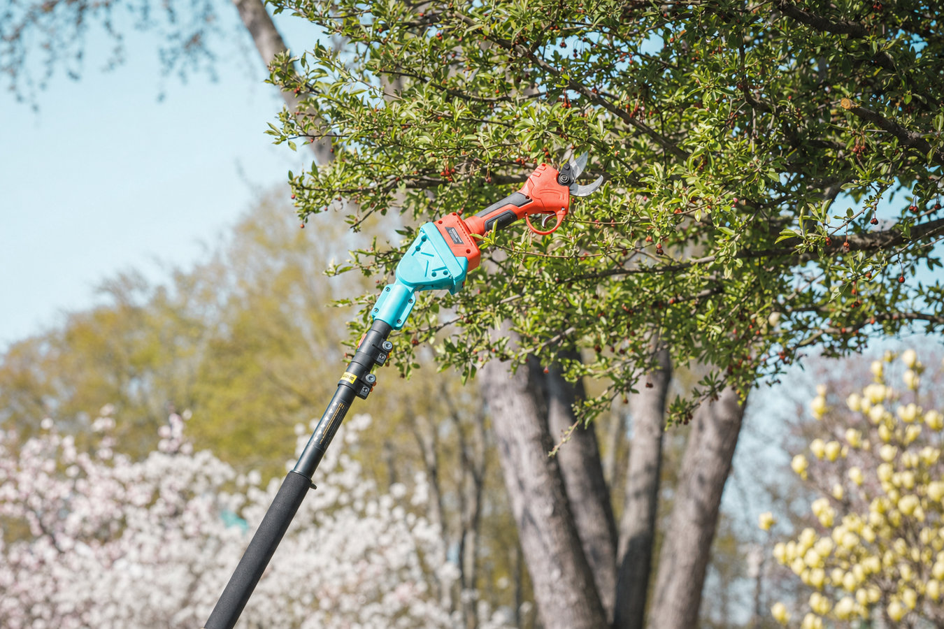 Tree pruning in Daly City, CA